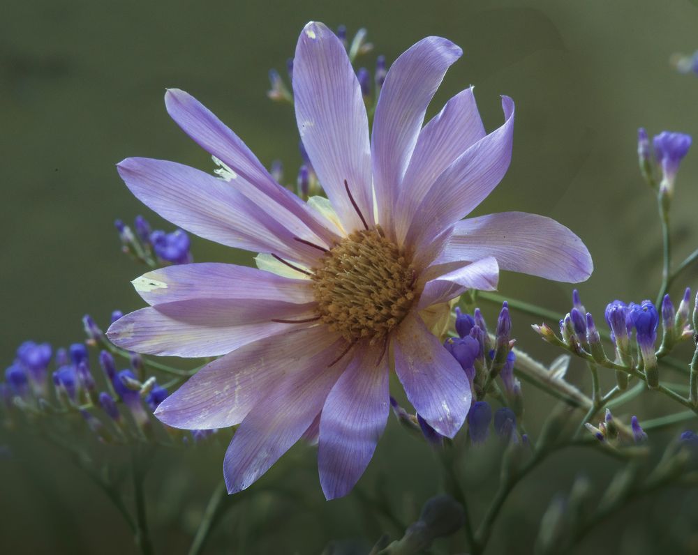 Фотография автора Шипунова Ирина