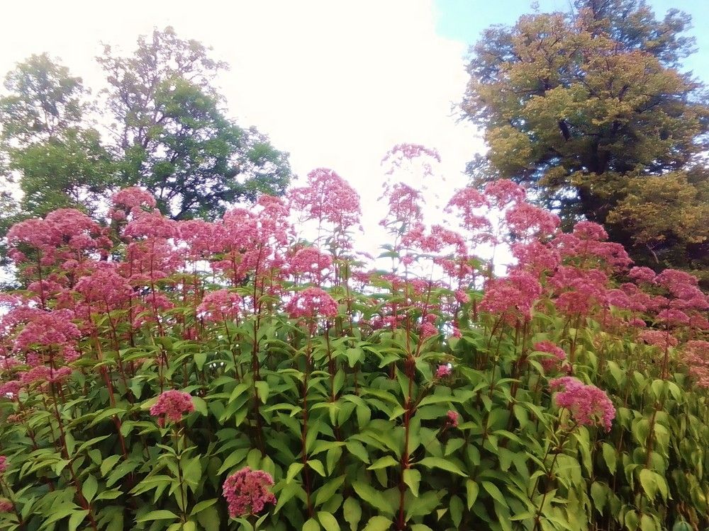 Photograph by Irina Mihailovskaya