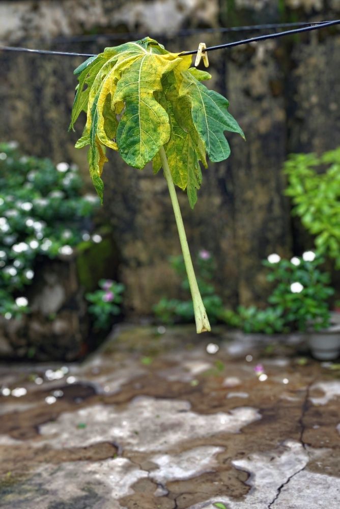 Фотография автора Santanu Dasgupta