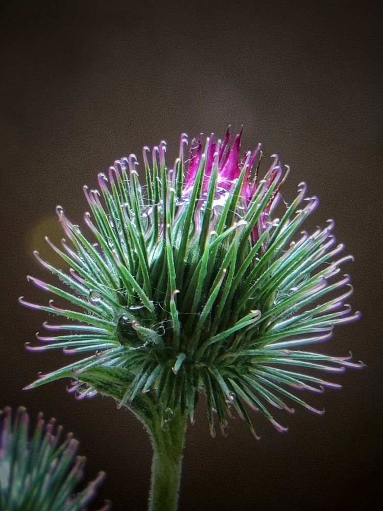 Photograph by Ольга Вороная