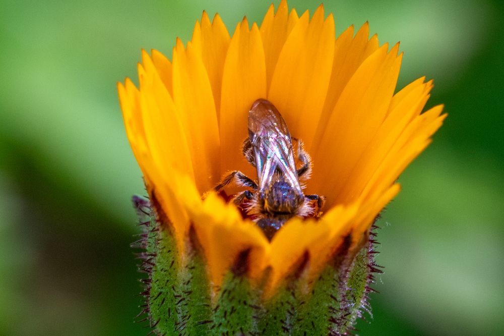 Photograph by Abed Abedaljalil