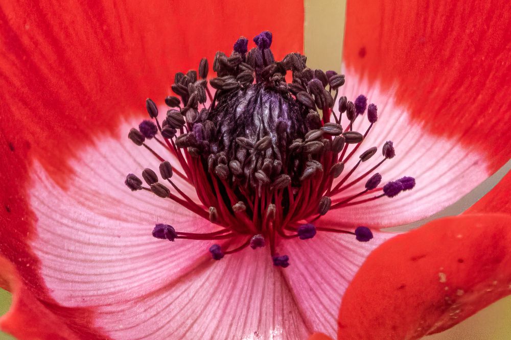 Photograph by Abed Abedaljalil