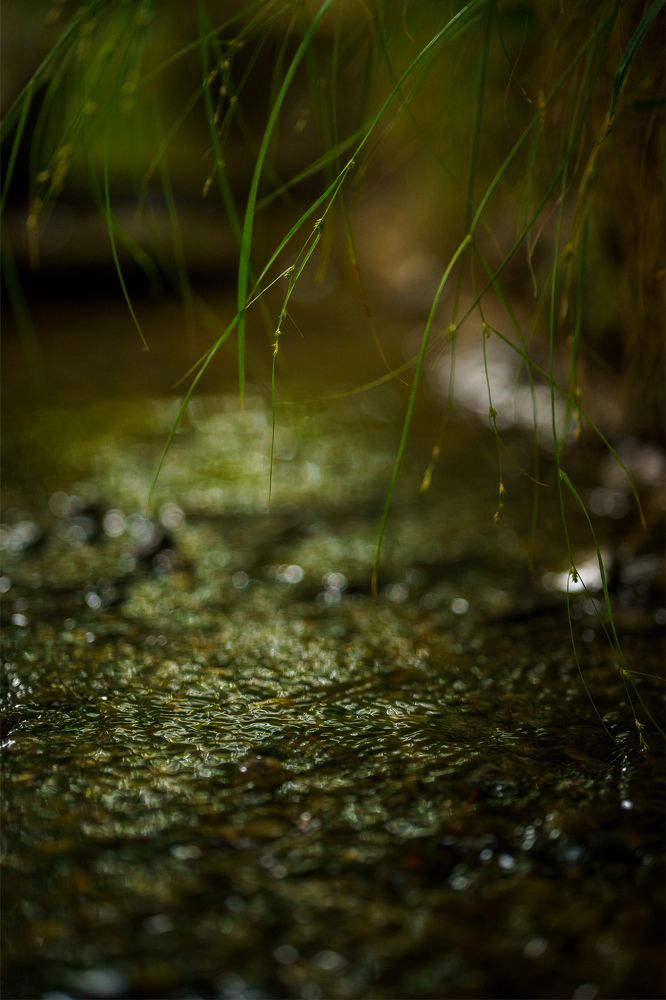 Photograph by Veslava