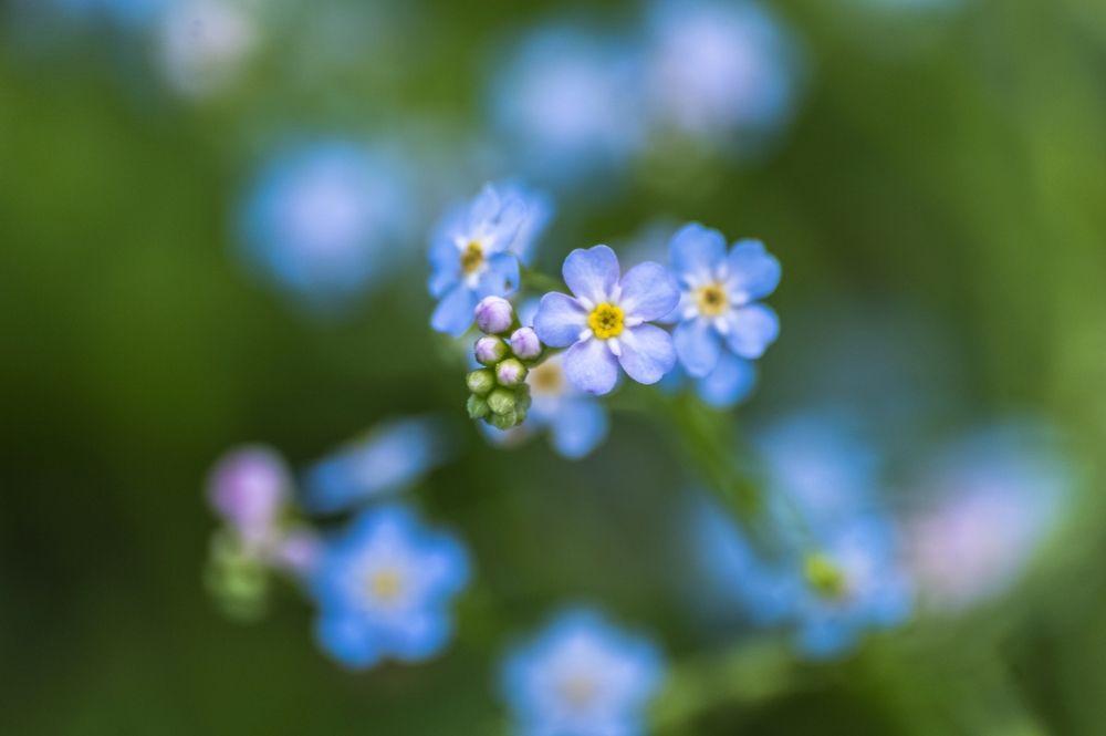 Photograph by Nadezhda