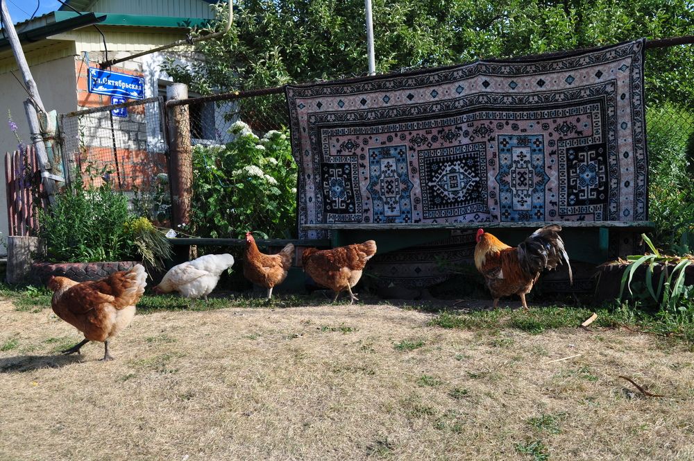 Мордовские куры