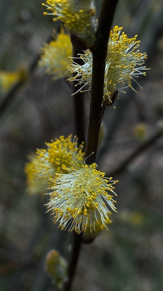 Фотография автора Наталья Тургулайнен
