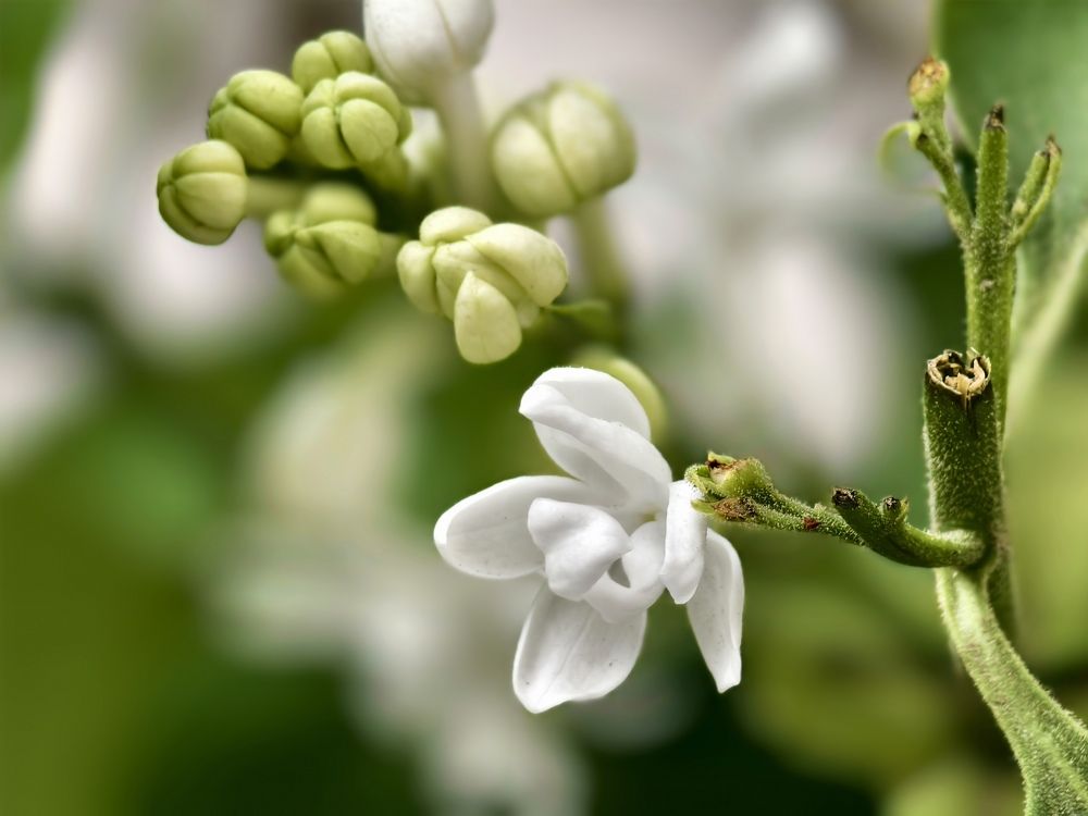 Фотография автора Olga Shchetinina