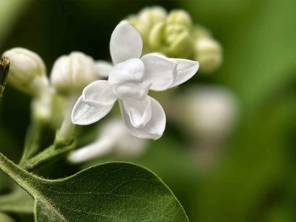 Фотография автора Olga Shchetinina