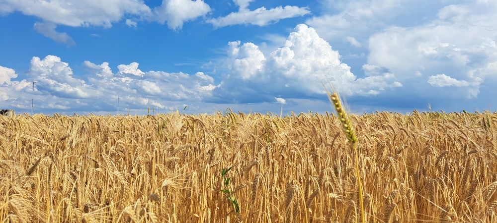 Photograph by SANDRA BOGDANOVIĆ