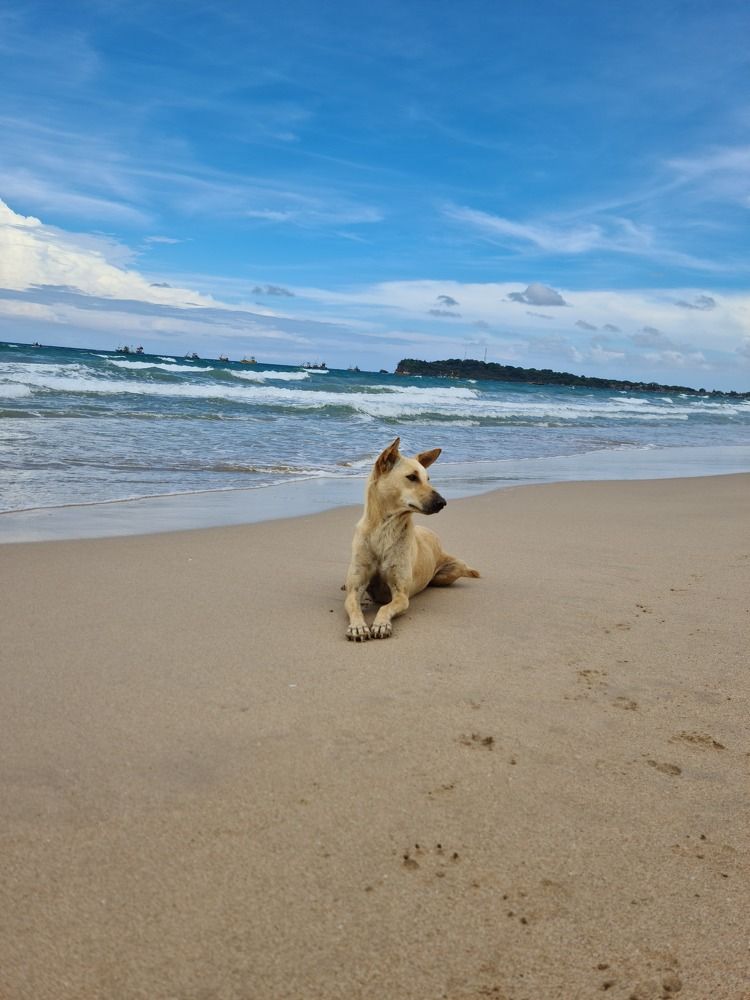 Фотография автора Lasith Fernando