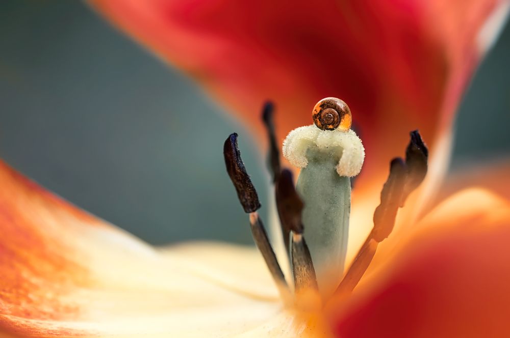 Photograph by Тараненко Анжелика