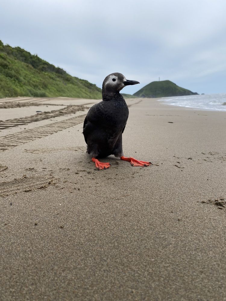 Очковый чистик