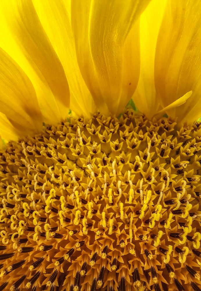 Фотография автора Irina Vornacheva