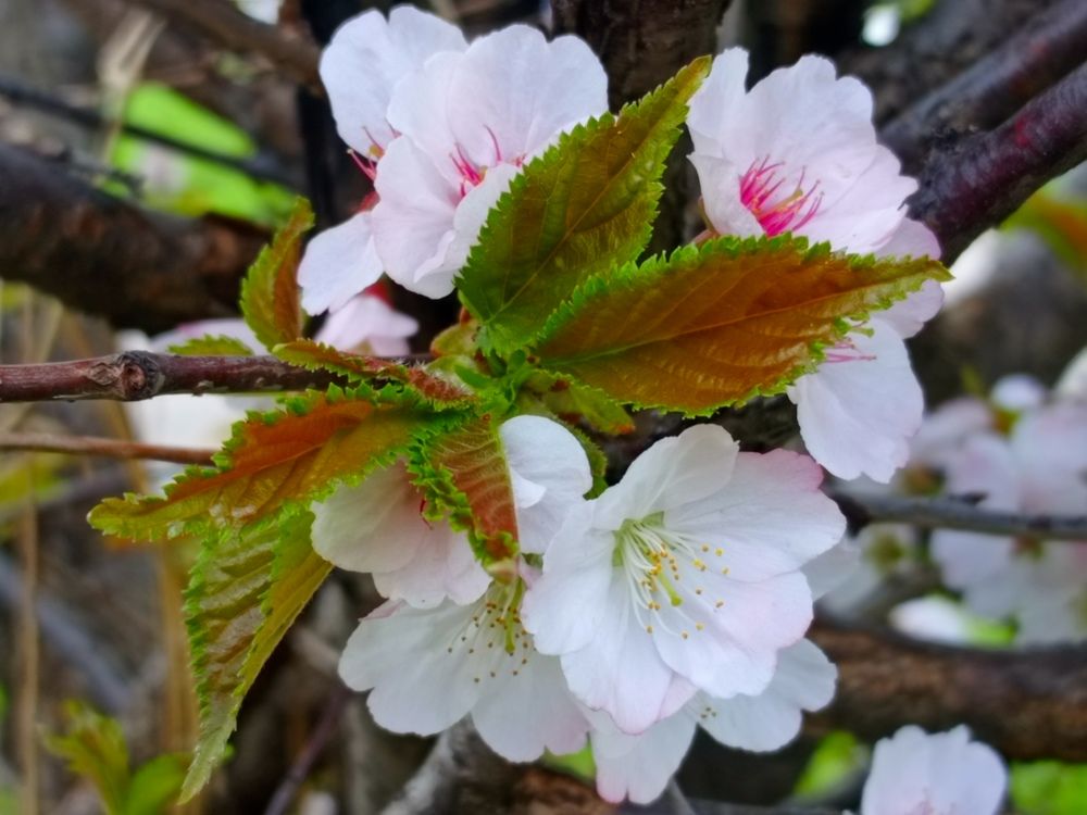 Фотография автора Юлиана Чудакова