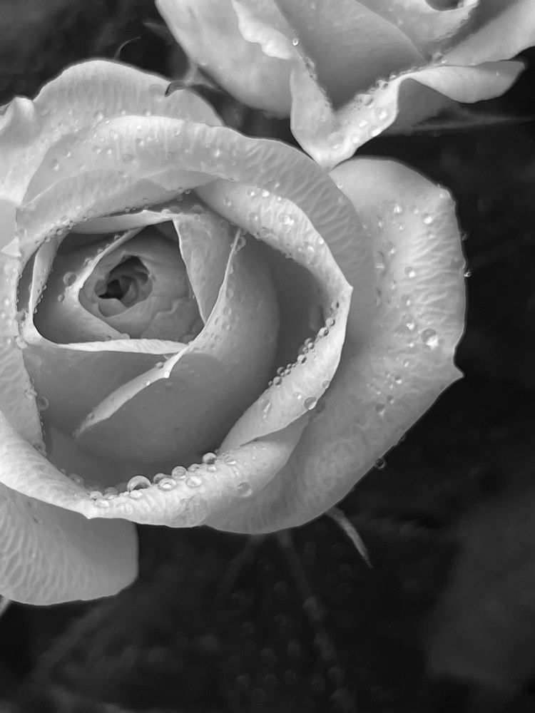 Photograph by Жанар Джумабекова