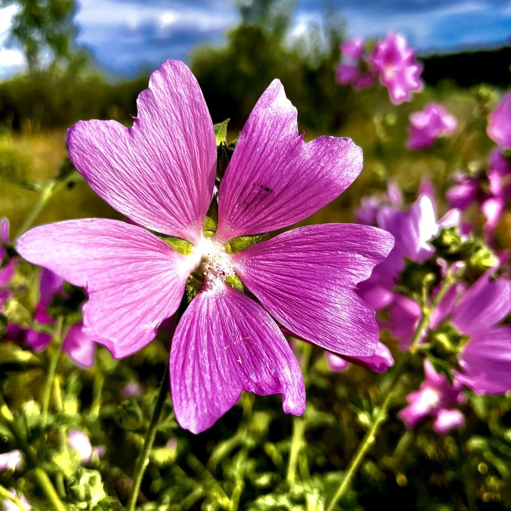 Photograph by Марина Козлова