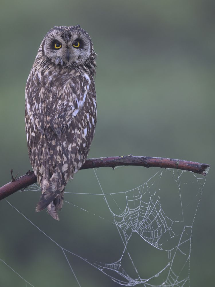 Photograph by Пупонин Сергей