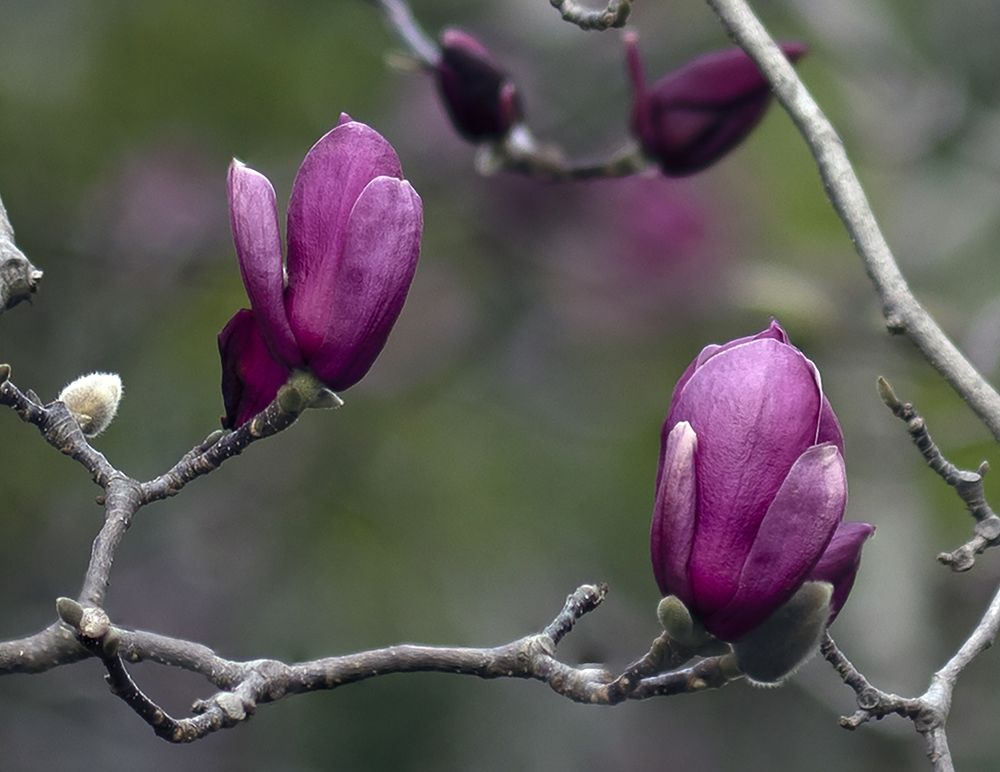 Photograph by Сергей Галёса