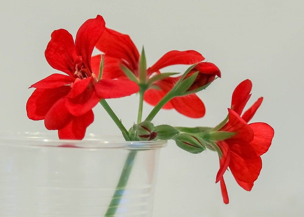 Фотография автора Дмитрий Климов