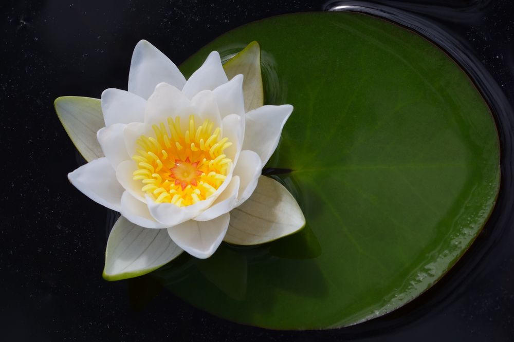 Двойная звезда