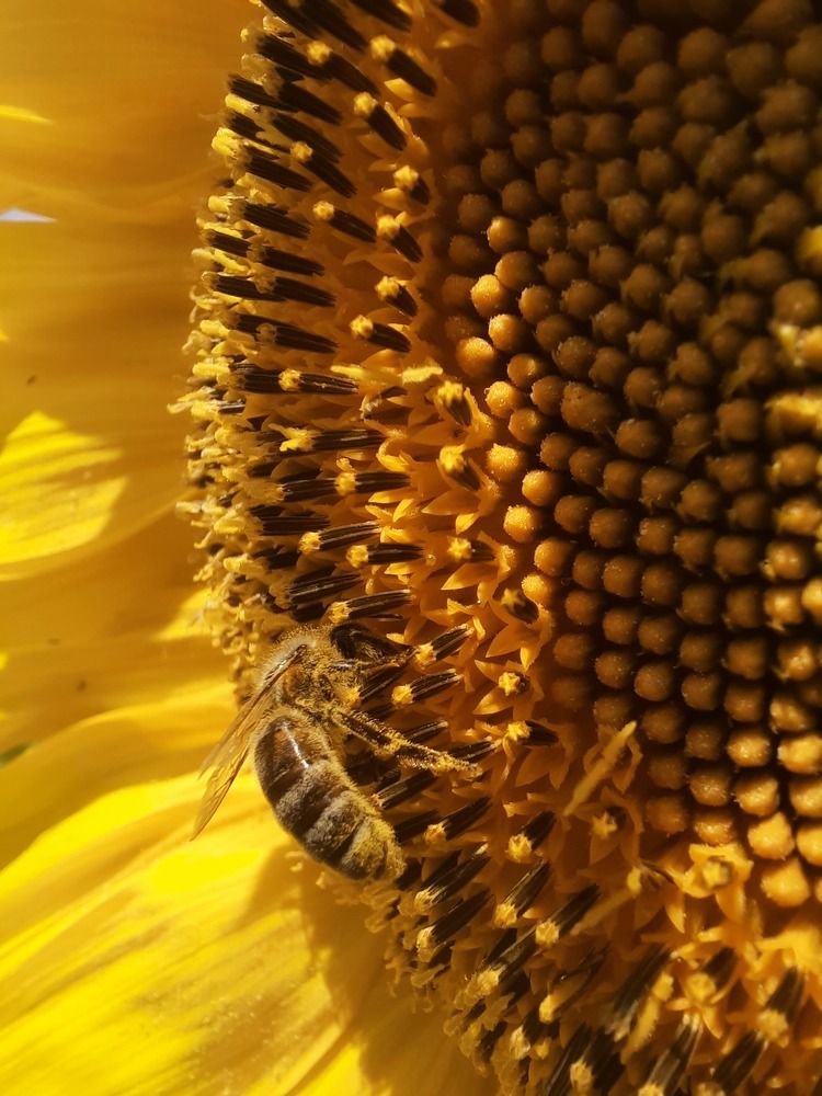 Фотография автора Irina Vornacheva