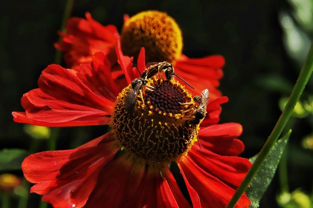Фотография автора Татьяна Степанова