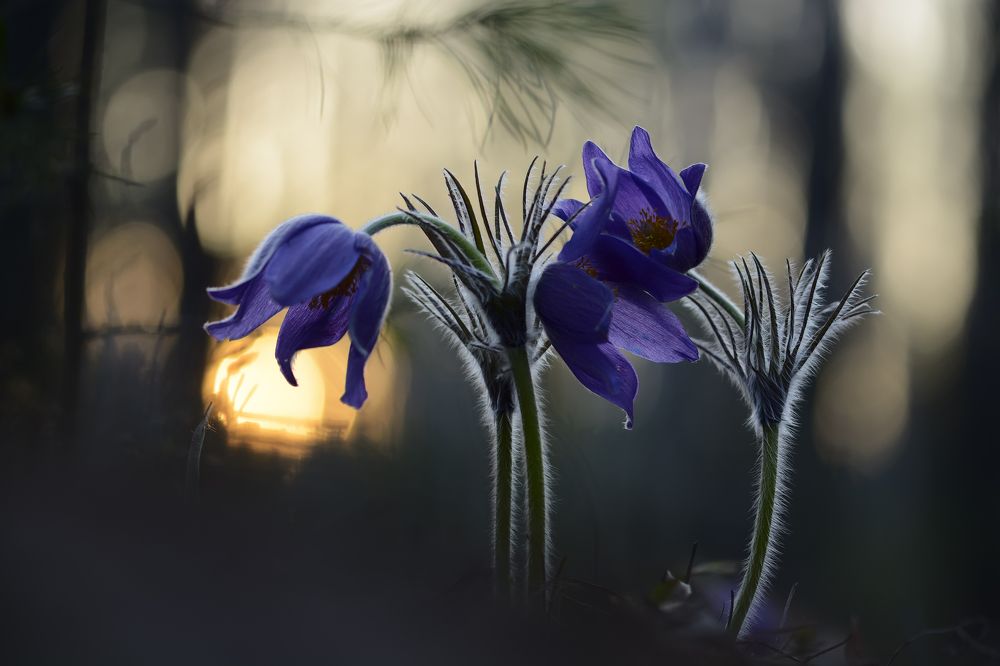 Склонившись на плечо