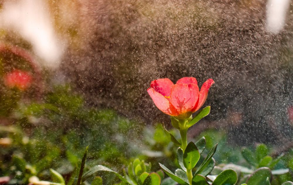 Photograph by Dibyajyoti Nath