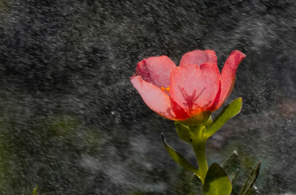 Photograph by Dibyajyoti Nath