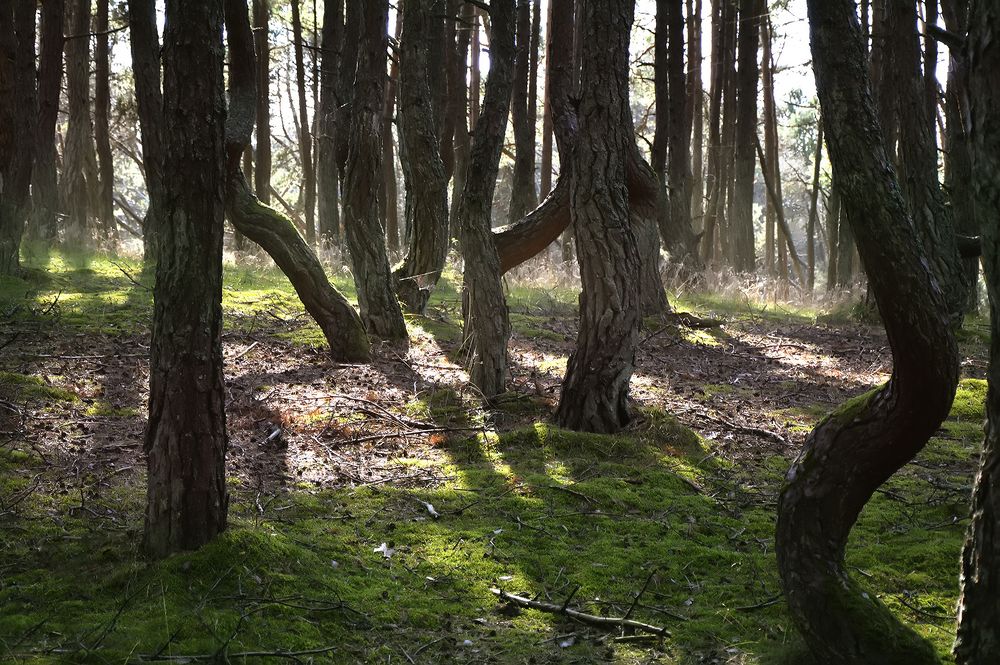 Photograph by Алексей Парамонов