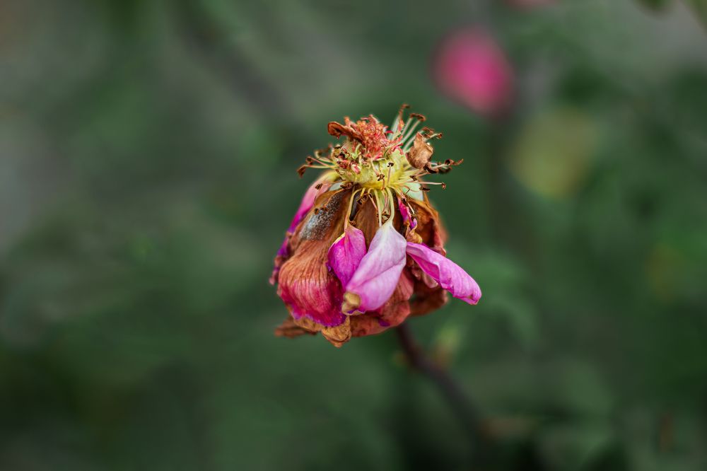 Photograph by Diganta Ghosh