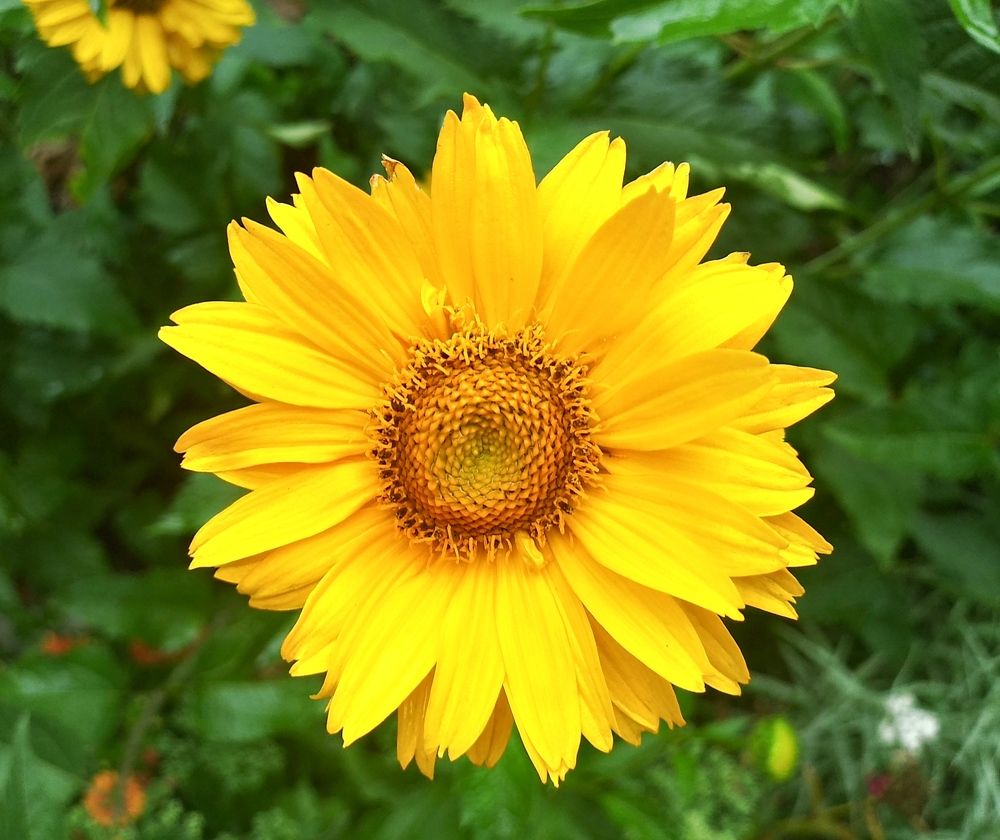 Photograph by Инна Голубева