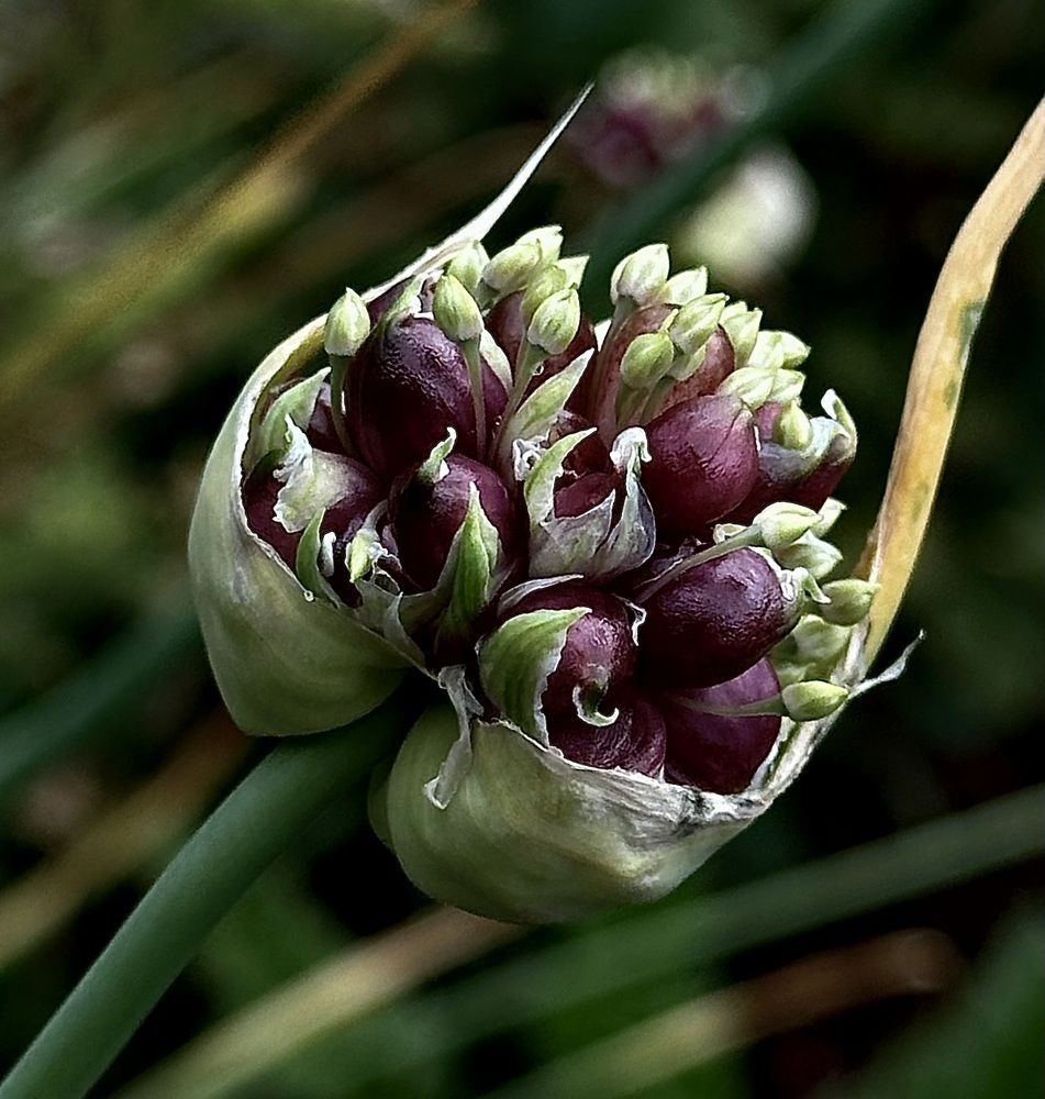 Photograph by Гуляева Светлана
