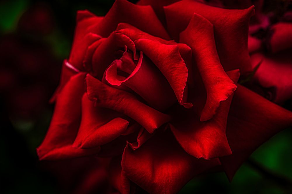 Photograph by Владимир Кваша