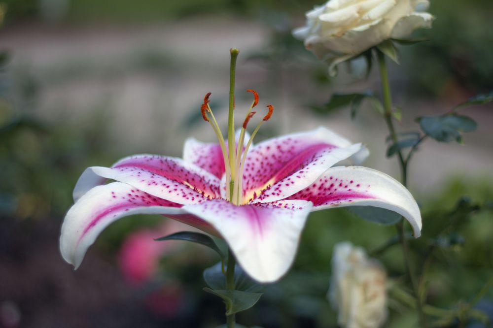 Photograph by Анастасия Северюхина