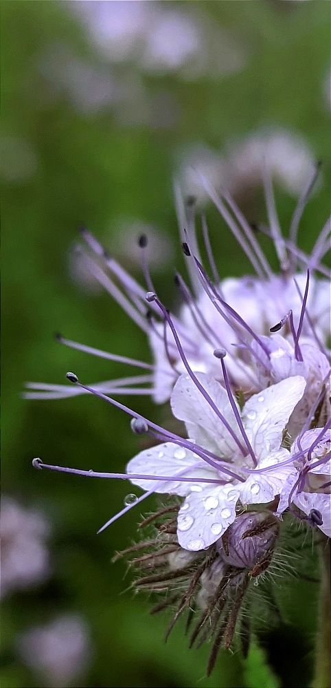 Фотография автора Васильева Ирина