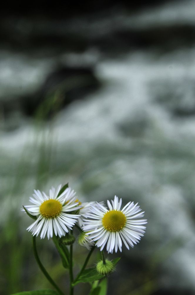 Photograph by Muzaffer Sütlüoğlu