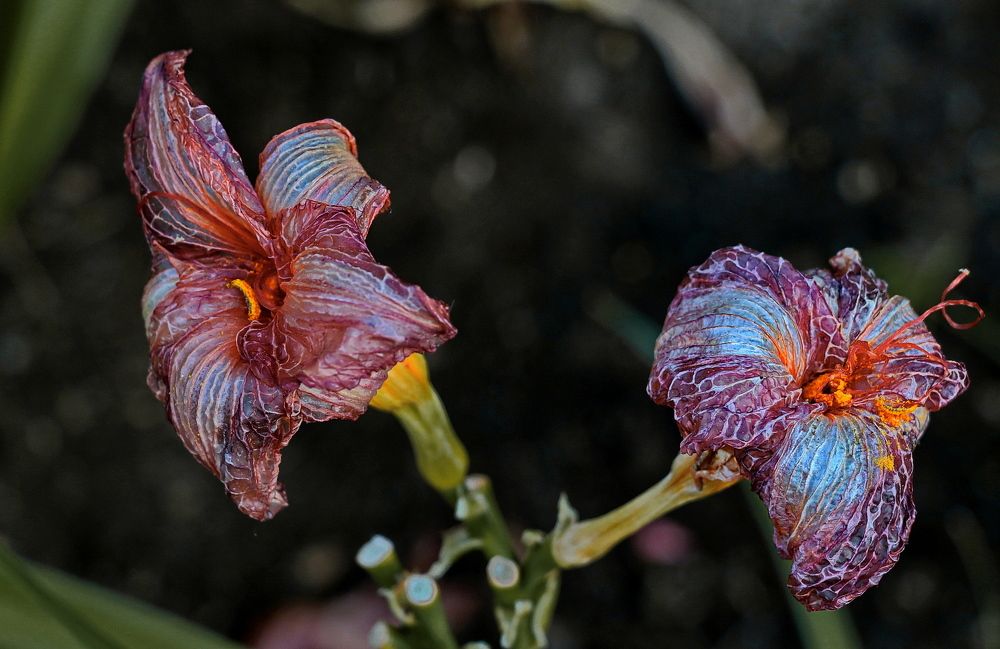В московском парке...