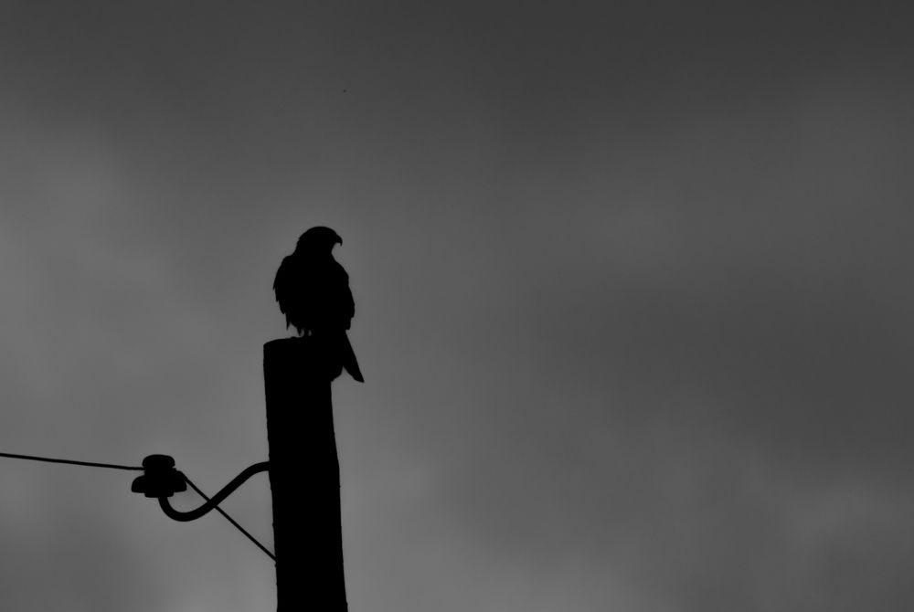 Photograph by Алексей Широбоков