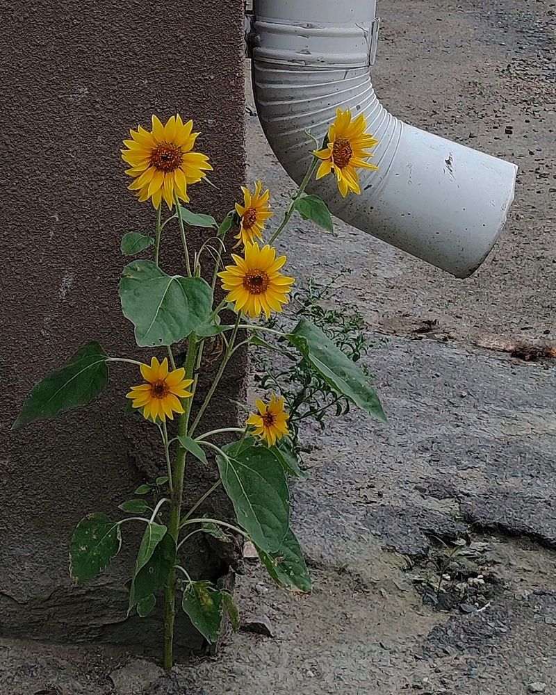 Сквозь асфальт