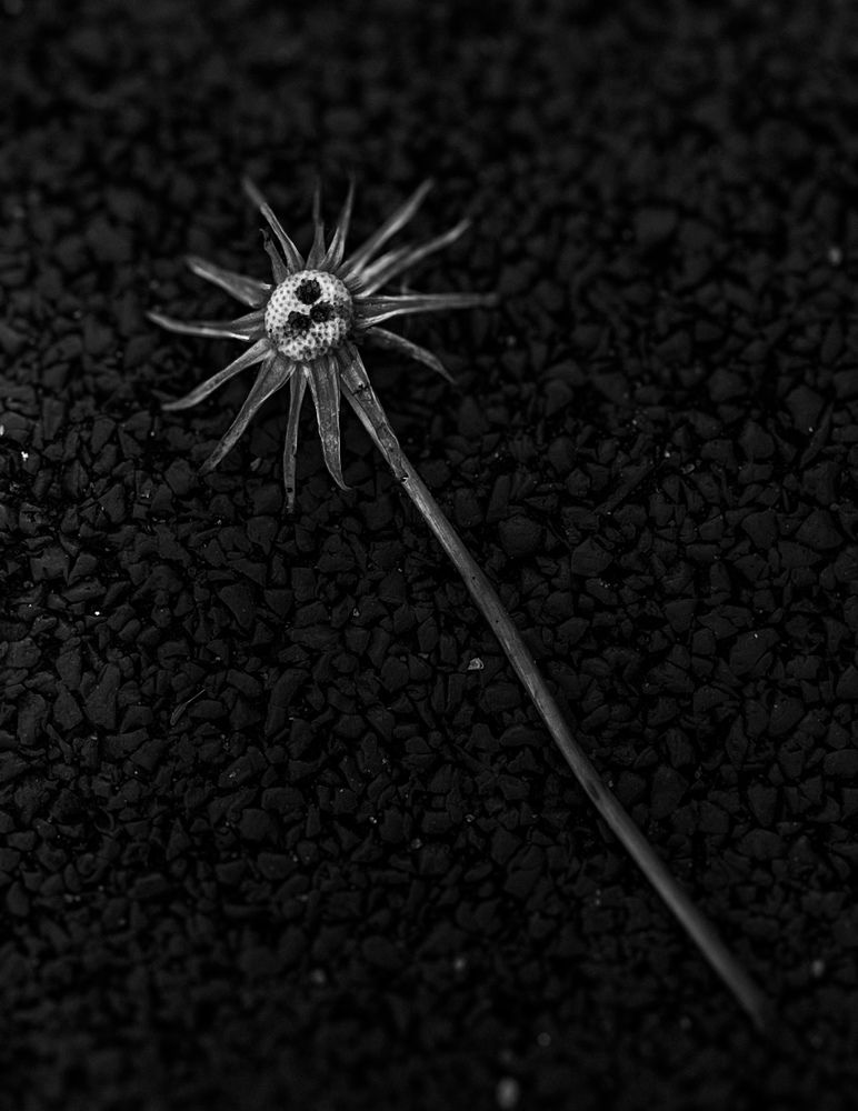 Фотография автора Elga Shtern