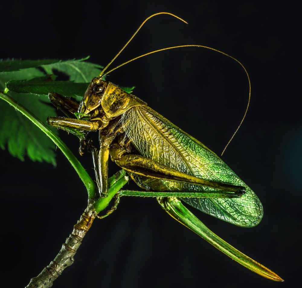 Photograph by Максим Кольцов