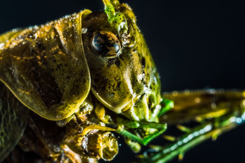 Photograph by Максим Кольцов