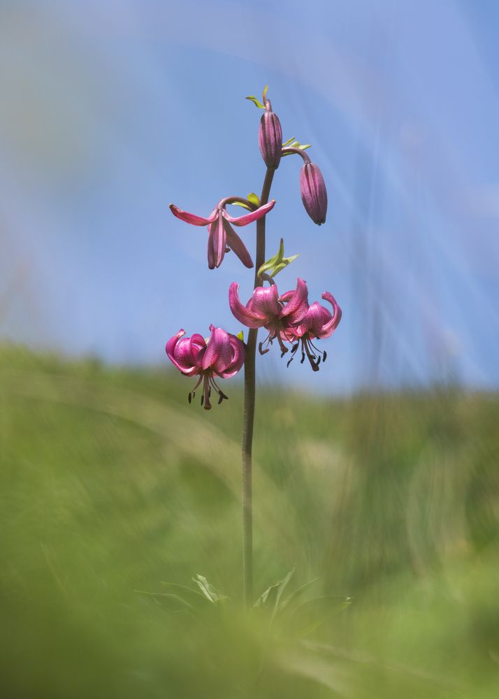 Photograph by Vania Tonova