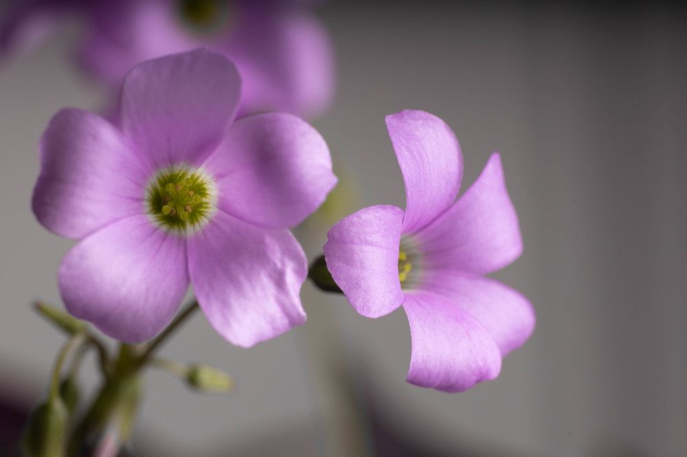 Photograph by Антон Скоморохов