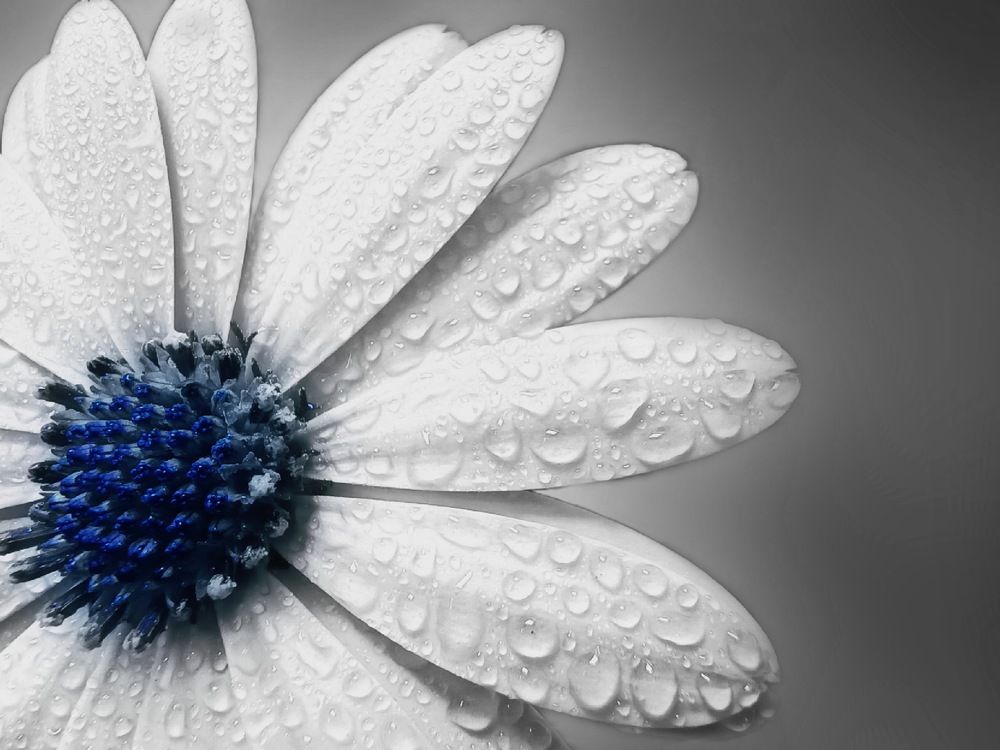 Picture of the year 2024