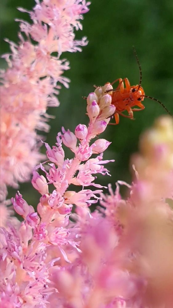 Photograph by Оксана Бессчетнова