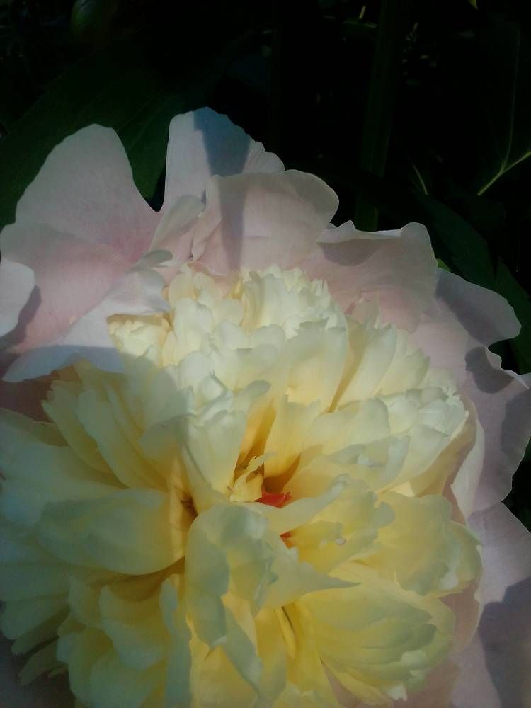 Цветочное настроение: пион.