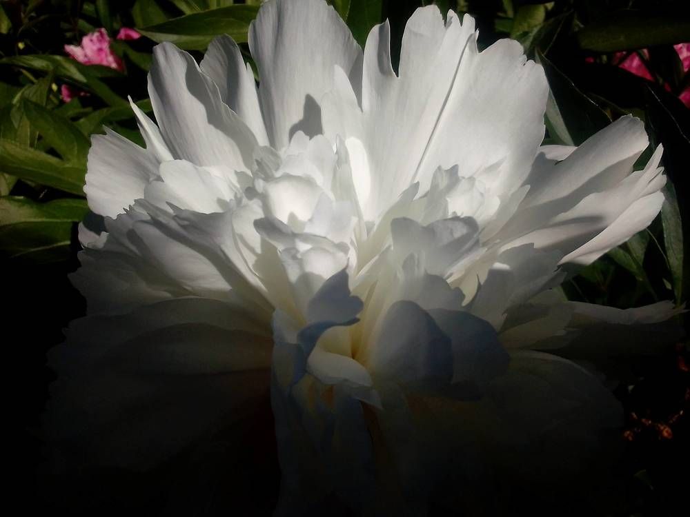 Цветочное настроение: белый пион.