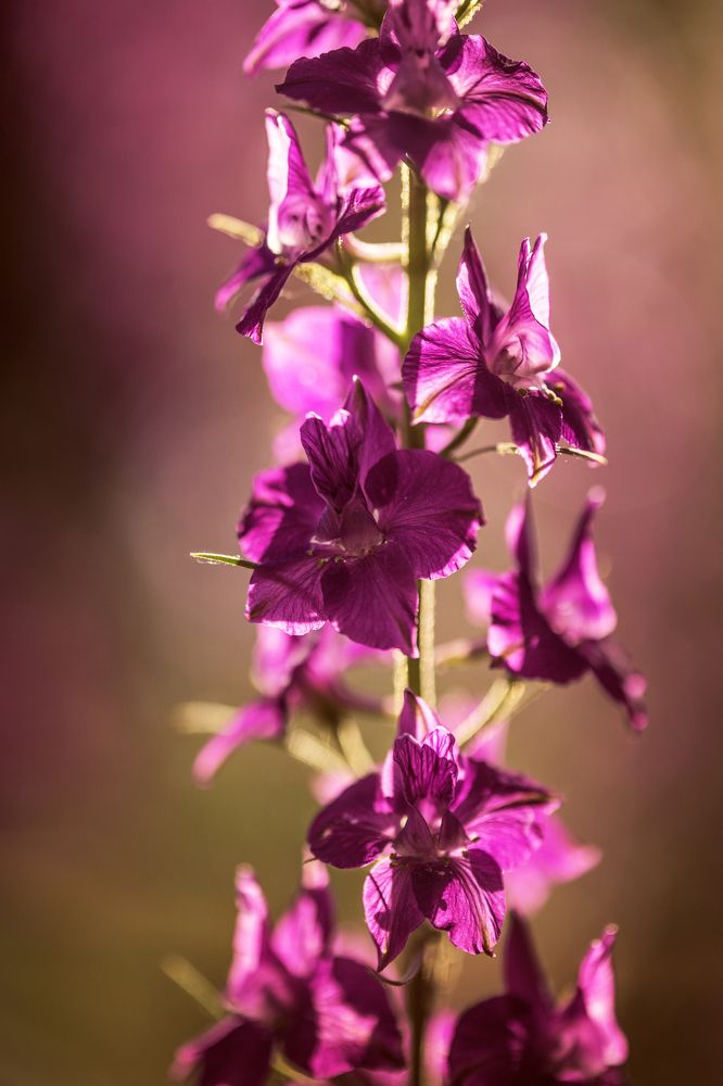 Photograph by Maria Sokor-Bondarenko